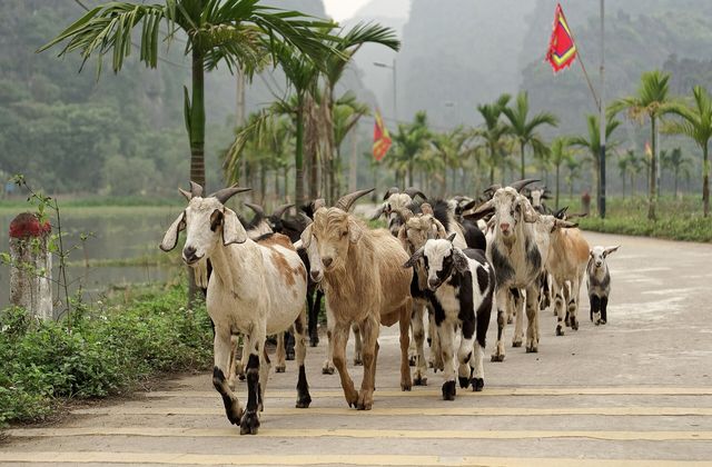 Dê ủ trấu Nga Sơn — cách làm dê núi ủ trấu và các món dê