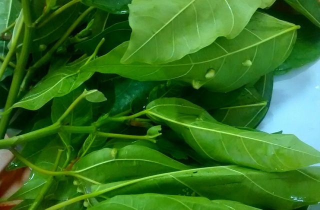 Gỏi cá nhệch Nga Sơn — cách làm, nấu chẻo và cuốn lá sung