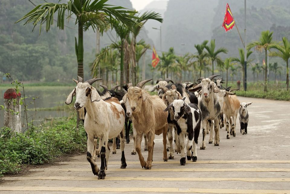 Đàn dê đi dưới chân dãy núi đá vôi