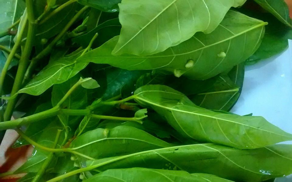 Lá sung tươi — lá cuốn không thể thiếu khi ăn gỏi cá nhệch