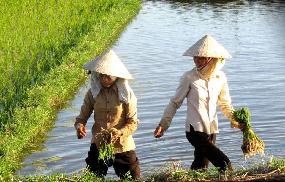Hai người phụ nữ đội nón lá, tay cầm bó mạ, đi dọc bờ ruộng nước
