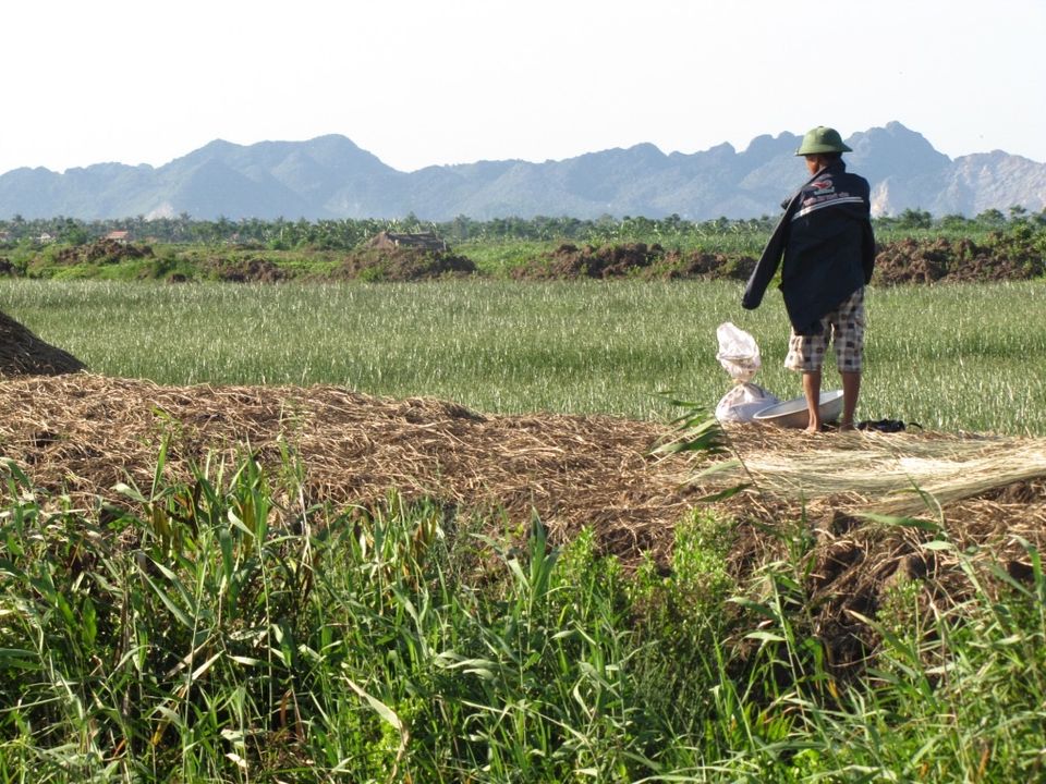 Một người đàn ông đội mũ cối đứng trên đống đất và gốc cói vừa đào lên cạnh ruộng cói, phía xa là núi đá vôi