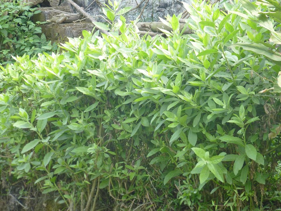 Bụi cúc tần lá xanh mọc dày như một bờ giậu trước bức tường đá